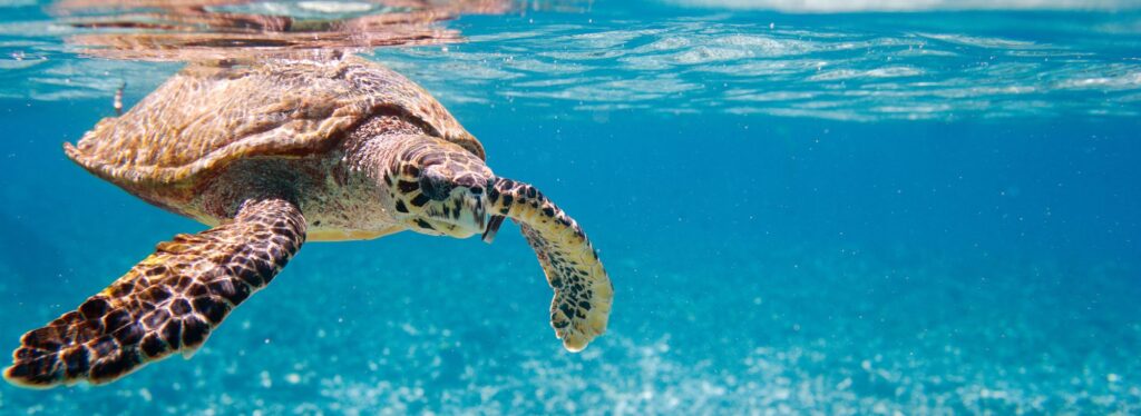 hawksbill sea turtle swimming