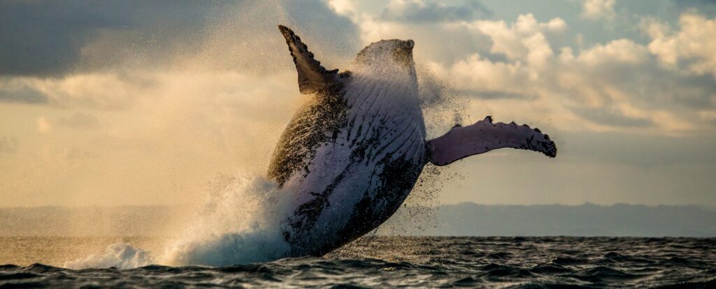 humpback whale breaching out of the ocean