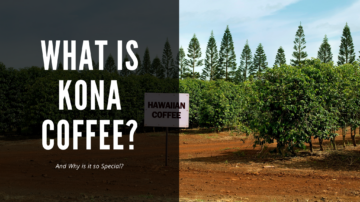 what is kona coffee header - picture of kona coffee trees on a farm